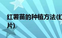 红薯苗的种植方法(红薯苗的种植方法步骤图片)