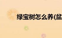 绿宝树怎么养(盆栽绿宝树怎么养)