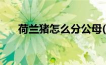 荷兰猪怎么分公母(荷兰猪怎么分公母)