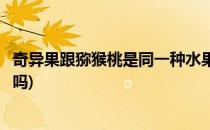 奇异果跟猕猴桃是同一种水果吗(奇异和猕猴桃是同一种水果吗)