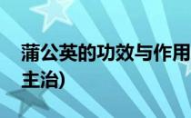 蒲公英的功效与作用(蒲公英的功效与作用与主治)