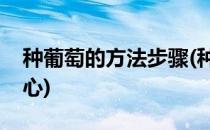 种葡萄的方法步骤(种葡萄的方法步骤绑蔓摘心)