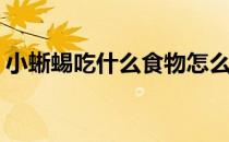 小蜥蜴吃什么食物怎么喂(宠物小蜥蜴吃什么)