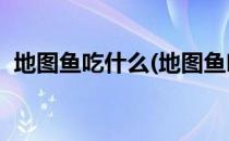 地图鱼吃什么(地图鱼吃什么长得快,颜色好)