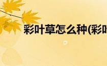 彩叶草怎么种(彩叶草怎么种植成树)