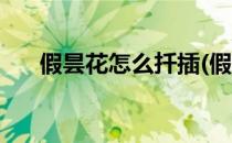 假昙花怎么扦插(假昙花怎么扦插视频)