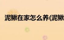泥鳅在家怎么养(泥鳅在家怎么养几天换水)