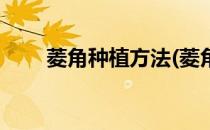 菱角种植方法(菱角种植方法和时间)