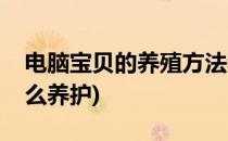 电脑宝贝的养殖方法和注意事项(电脑宝贝怎么养护)