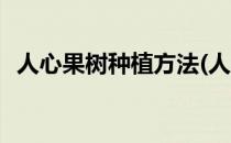 人心果树种植方法(人心果树种植方法视频)