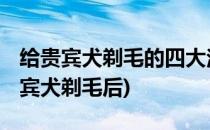 给贵宾犬剃毛的四大注意要点 泰迪犬美容(贵宾犬剃毛后)