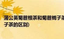 蒲公英菊苣根茶和菊苣栀子茶有什么不同(菊苣根茶与菊苣栀子茶的区别)
