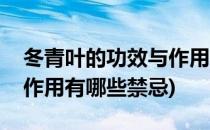 冬青叶的功效与作用有哪些(冬青叶的功效与作用有哪些禁忌)