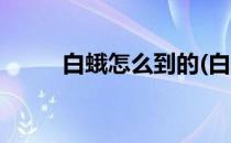 白蛾怎么到的(白蛾如何传到我国)
