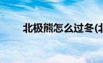 北极熊怎么过冬(北极熊怎么过冬眠)