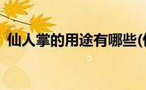 仙人掌的用途有哪些(仙人掌的用途有哪些?)