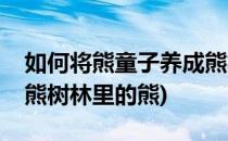 如何将熊童子养成熊树林(如何将熊童子养成熊树林里的熊)