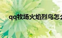 qq牧场火焰烈鸟怎么玩(qq牧场火凤凰)