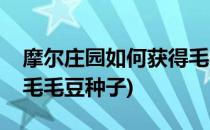 摩尔庄园如何获得毛毛豆(摩尔庄园如何获得毛毛豆种子)