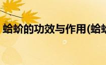 蛤蚧的功效与作用(蛤蚧的功效与作用与主治)
