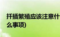 扦插繁殖应该注意什么(扦插繁殖应该注意什么事项)