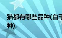 猫都有哪些品种(白毛蓝眼睛的猫都有哪些品种)