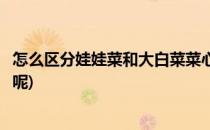 怎么区分娃娃菜和大白菜菜心(怎么区分娃娃菜和大白菜菜心呢)