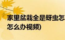 家里盆栽全是蚜虫怎么办(家里盆栽全是蚜虫怎么办视频)