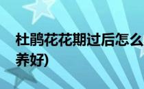 杜鹃花花期过后怎么养(杜鹃花花期过后怎么养好)