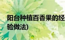 阳台种植百香果的经验(阳台种植百香果的经验做法)