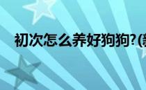 初次怎么养好狗狗?(新手如何第一次养狗)