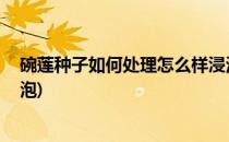 碗莲种子如何处理怎么样浸泡(碗莲种子如何处理,怎么样浸泡)