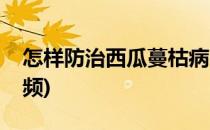 怎样防治西瓜蔓枯病(怎样防治西瓜蔓枯病视频)