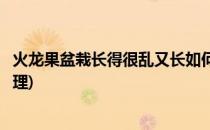 火龙果盆栽长得很乱又长如何修剪(火龙果盆栽长大了如何处理)