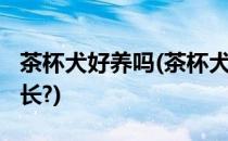 茶杯犬好养吗(茶杯犬好养吗?茶杯犬的寿命多长?)