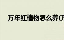 万年红植物怎么养(万年红植物怎么养殖)