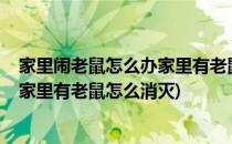 家里闹老鼠怎么办家里有老鼠怎么消灭(家里闹老鼠怎么办?家里有老鼠怎么消灭)