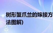 树形蟹爪兰的嫁接方法(树形蟹爪兰的嫁接方法图解)