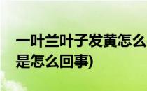 一叶兰叶子发黄怎么办(一叶兰整片叶子发黄是怎么回事)