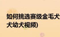 如何挑选赛级金毛犬幼犬(如何挑选赛级金毛犬幼犬视频)