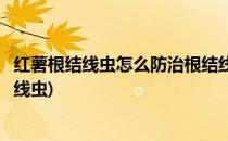 红薯根结线虫怎么防治根结线虫的防治方法(怎样防治红薯根线虫)