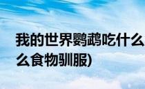 我的世界鹦鹉吃什么食物(我的世界鹦鹉吃什么食物驯服)