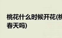 桃花什么时候开花(桃花什么时候开花季节是春天吗)