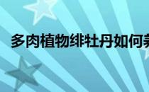 多肉植物绯牡丹如何养(绯红牡丹多肉植物)