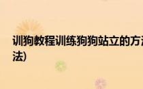 训狗教程训练狗狗站立的方法(训狗教程:训练狗狗站立的方法)