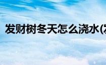 发财树冬天怎么浇水(发财树冬天怎么浇水?)