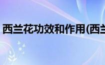 西兰花功效和作用(西兰花功效和作用及禁忌)