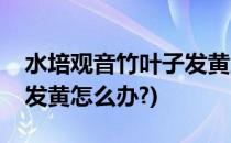 水培观音竹叶子发黄怎么办(水培观音竹叶子发黄怎么办?)