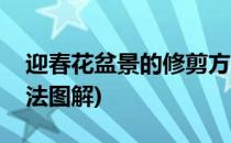 迎春花盆景的修剪方法(迎春花盆景的修剪方法图解)