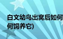 白文幼鸟出窝后如何饲养(白文幼鸟出窝后如何饲养它)